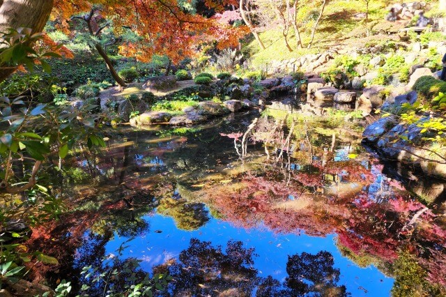 次郎弁天池のモミジ