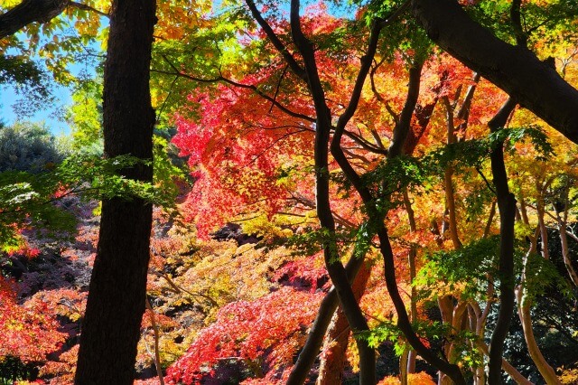 紅葉亭から見下ろすモミジ