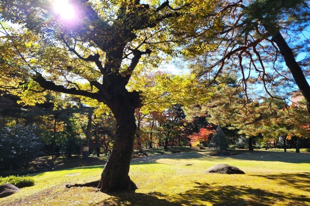 雪吊りと紅葉