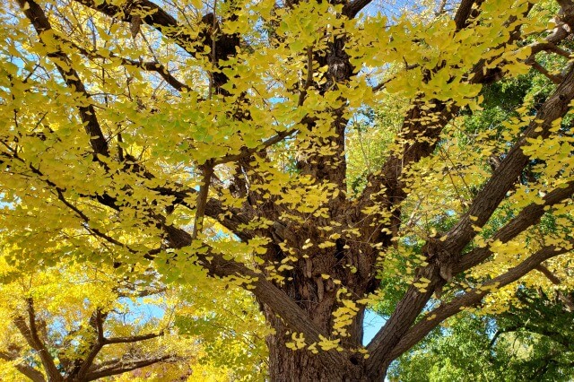 上野(恩賜)公園の紅葉スポット｜西郷隆盛像のイチョウ