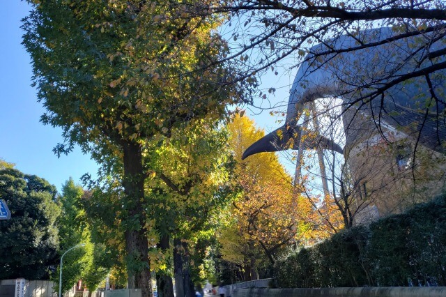 上野(恩賜)公園の紅葉スポット｜東京科学博物館周辺のイチョウ