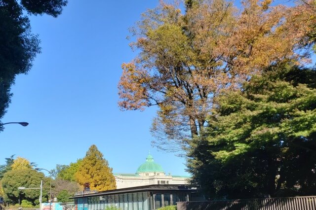 上野(恩賜)公園の紅葉スポット｜東京国立博物館周辺のイチョウ