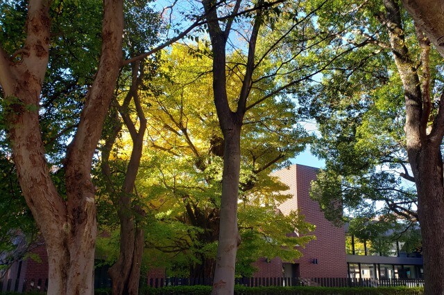 上野(恩賜)公園の紅葉スポット｜東京都美術館周辺のイチョウ