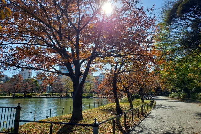 上野(恩賜)公園の紅葉スポット｜不忍池の紅葉