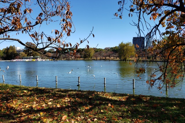 上野(恩賜)公園の紅葉スポット｜不忍池の紅葉