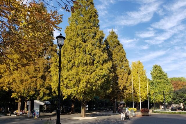 上野(恩賜)公園の紅葉スポット｜上野動物園の紅葉