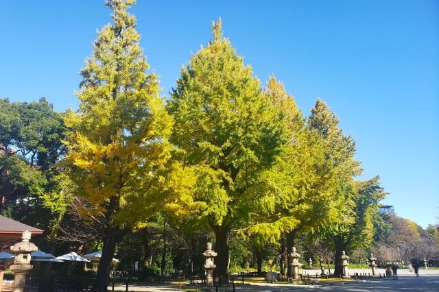 靖国(靖國)神社の紅葉