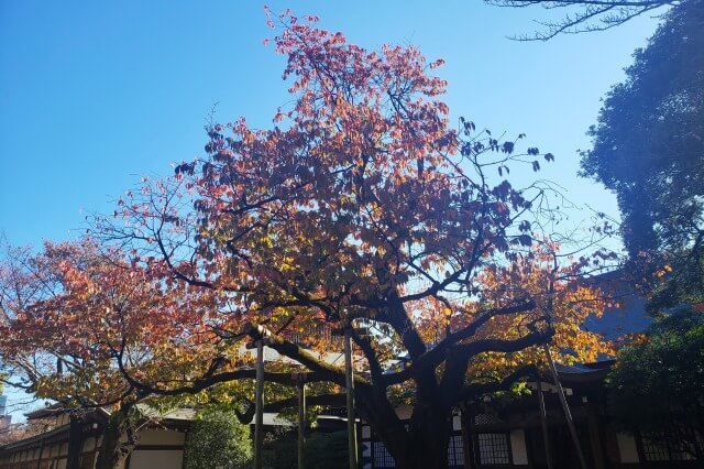 中門鳥居（拝殿前）～神池庭園