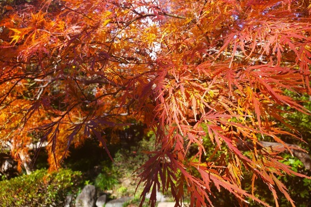 神池庭園の紅葉