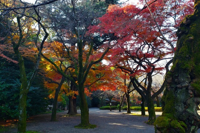 神池庭園の紅葉