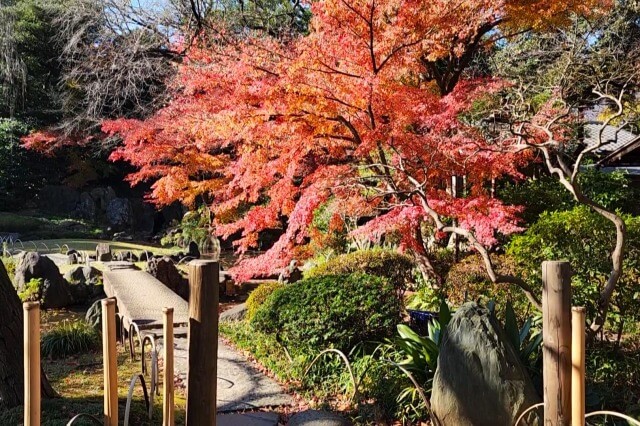 神池庭園の紅葉