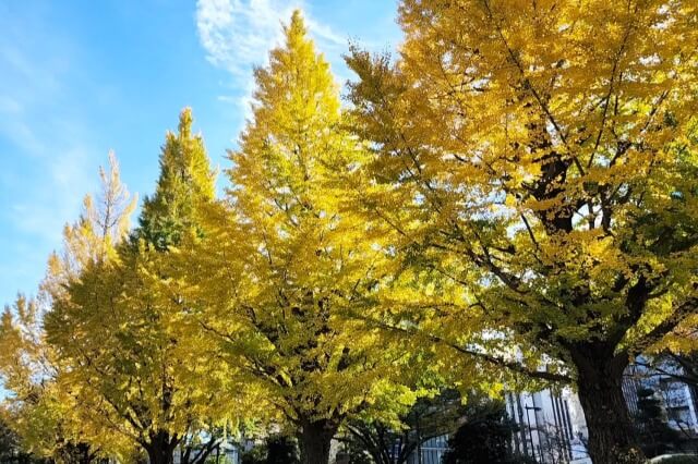 靖国(靖國)神社の紅葉の見頃