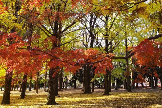 代々木公園の紅葉