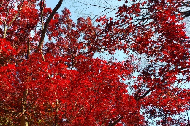 代々木公園の紅葉の見頃