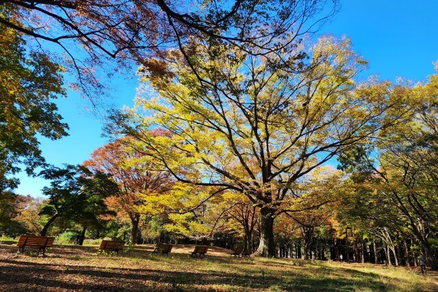 フラワーランド周辺の紅葉