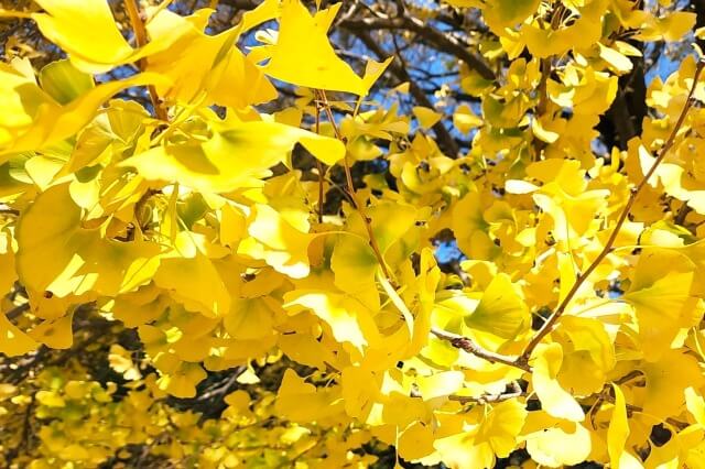 光が丘公園の紅葉の見頃