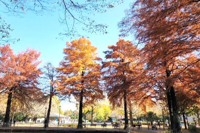 鑑賞池のラクウショウの紅葉