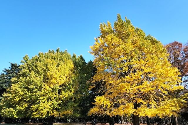 芝生広場のイチョウの紅葉