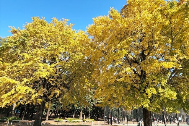 テニス壁打練習場近くのイチョウの紅葉