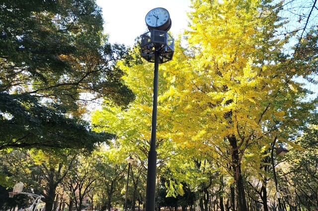 ちびっ子広場近くのイチョウの紅葉