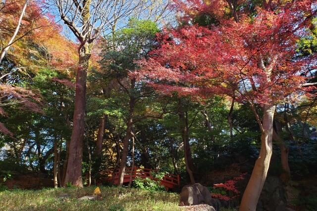 小石川後楽園の紅葉