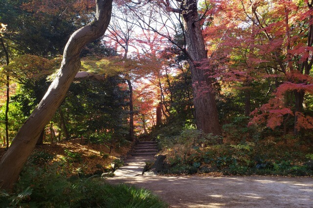 小石川後楽園の紅葉の見頃