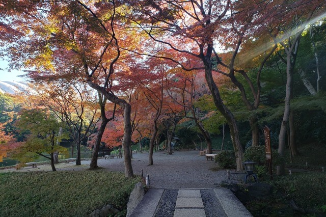 小石川後楽園の紅葉の見どころ｜紅葉林周辺のもみじ