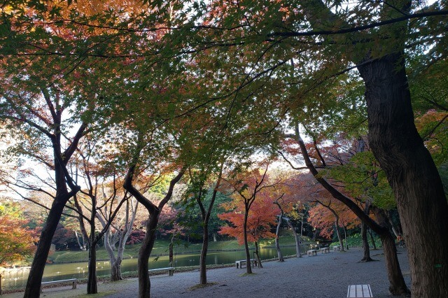 小石川後楽園の紅葉の見どころ｜紅葉林周辺のもみじ