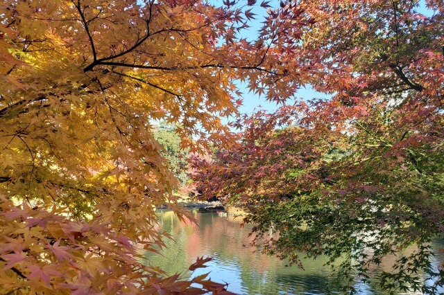 小石川後楽園の紅葉の見どころ｜紅葉林周辺のもみじ