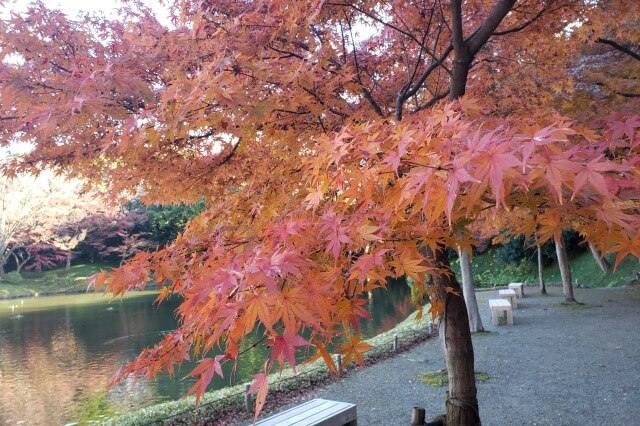 小石川後楽園の紅葉の見どころ｜紅葉林周辺のもみじ