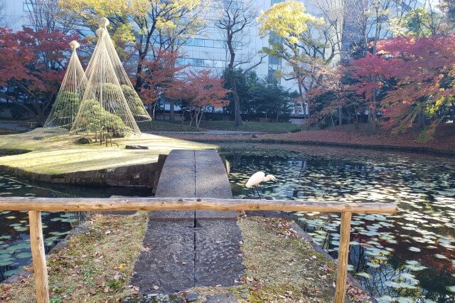 小石川後楽園の紅葉の見どころ｜唐門・内庭周辺のもみじとイチョウ