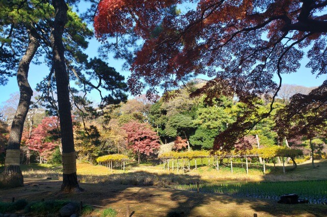 小石川後楽園の紅葉の見どころ｜稲田周辺のもみじ