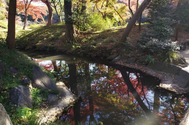 小石川後楽園の紅葉の見どころ｜円月橋周辺のもみじ