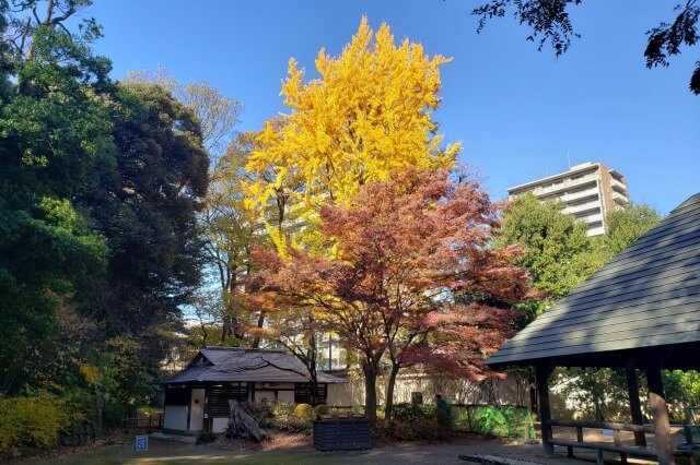 小石川後楽園の紅葉の見どころ｜団体休憩所周辺のもみじとイチョウ