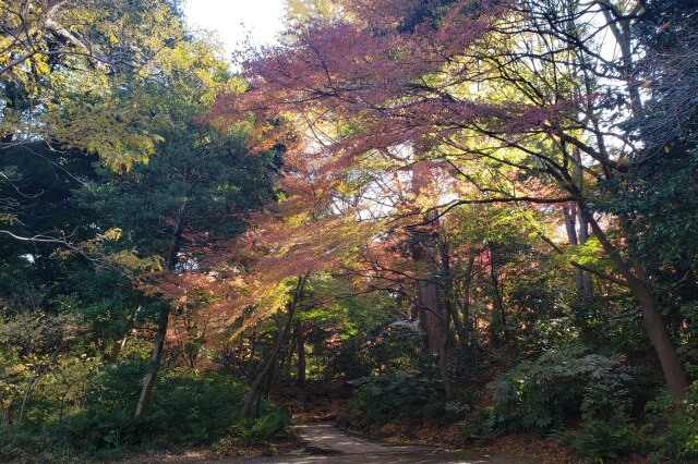 小石川後楽園の紅葉の見どころ｜団体休憩所周辺のもみじとイチョウ