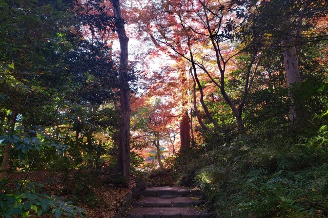 小石川後楽園の紅葉の見どころ｜得仁堂周辺のもみじ