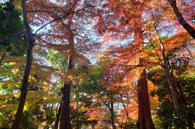 小石川後楽園の紅葉の見どころ｜得仁堂周辺のもみじ