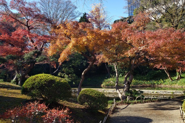 小石川後楽園の紅葉の見どころ｜渡月橋周辺のもみじ