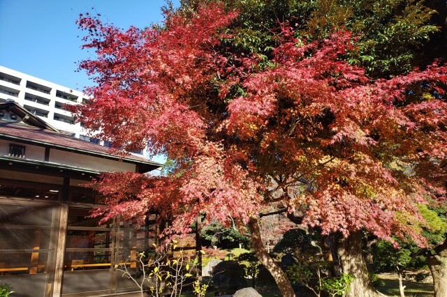 小石川後楽園の紅葉の見どころ｜涵徳亭周辺と涵徳亭から見たもみじ