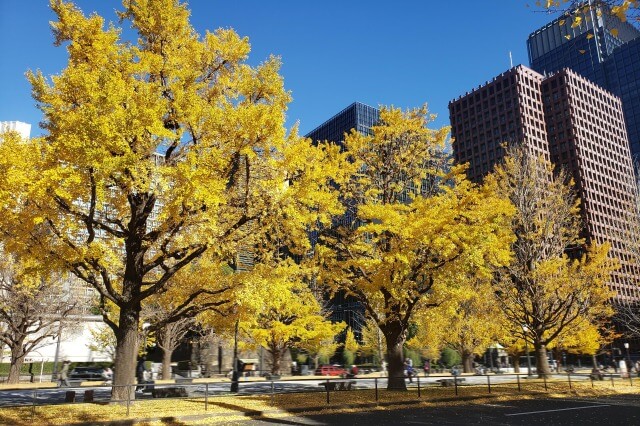 東京駅(丸の内)周辺の紅葉