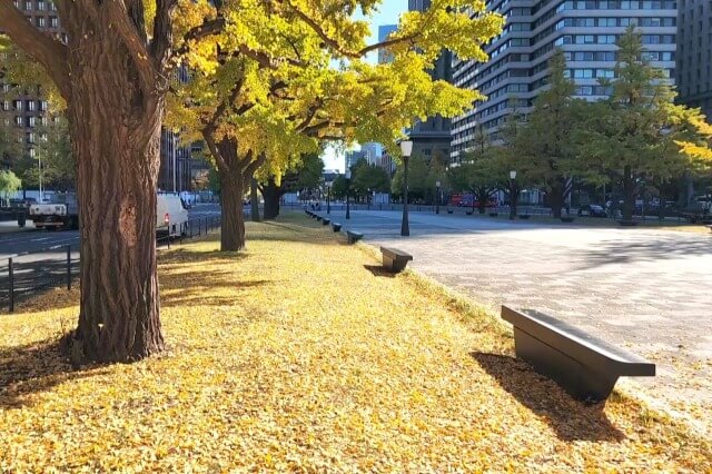 行幸通りのイチョウ並木の紅葉