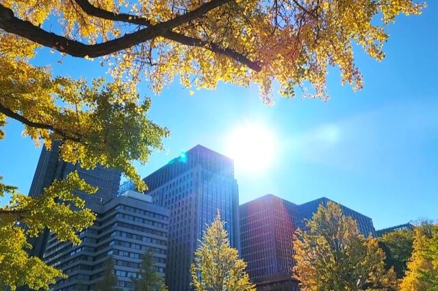 皇居外苑の紅葉の見所｜行幸通りのイチョウ並木