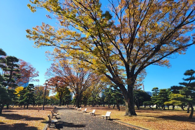 皇居外苑のイチョウ・ケヤキ・モミジの紅葉