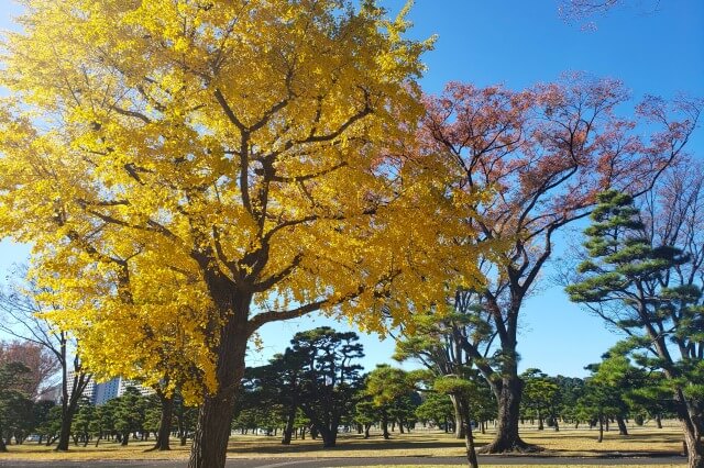 皇居外苑のイチョウ・ケヤキ・モミジの紅葉