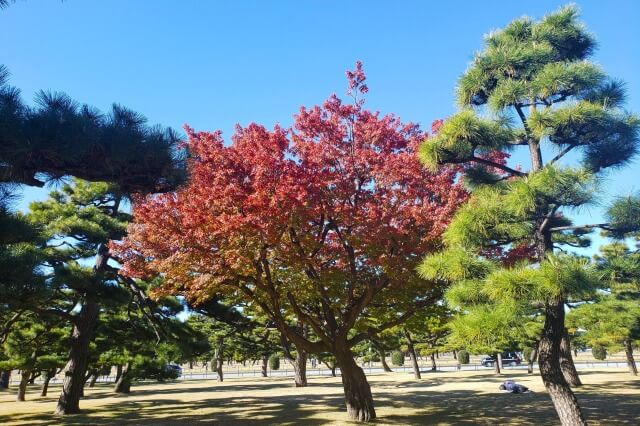 皇居外苑のイチョウ・ケヤキ・モミジの紅葉