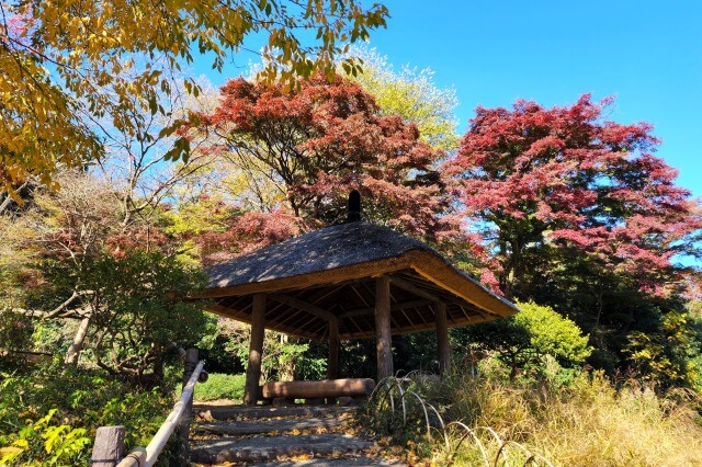 明治神宮御苑の紅葉