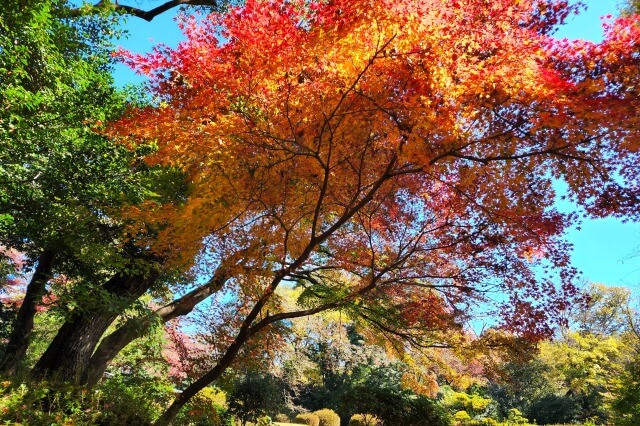 明治神宮御苑の紅葉の見頃