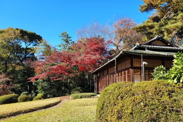 隔雲亭周辺のもみじ