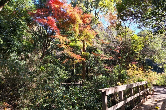 南池の四阿周辺のもみじ