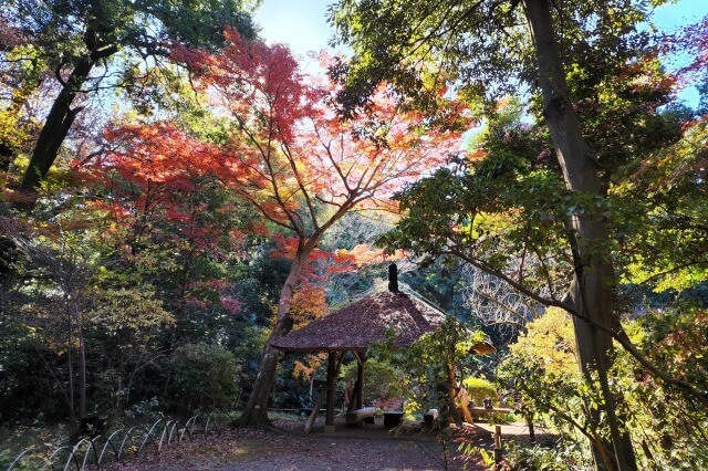 南池の四阿周辺のもみじ